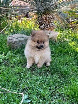 Pomeranian chlapeček