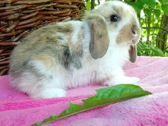 Kouzelná Miminka -Anglický Zakrslý Beránek MiniLop