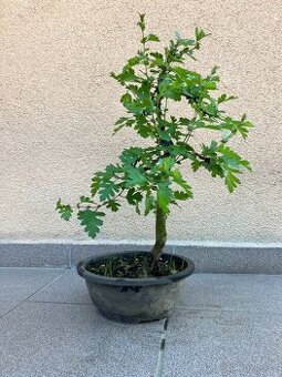 Bonsai, Bonsaj, jamadori, hloh