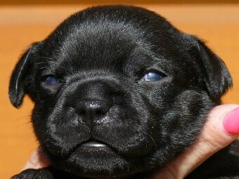 Stafordšírský bulteriér (Staffordshire Bull Terrier)