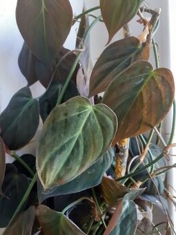Philodendron , epipremnum řízky