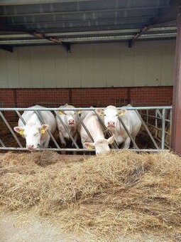 Jalovice Charolais