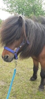 Přípouštění shetland pony - mini