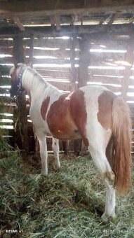 PAINT  HORSE  KOBYLU - 1