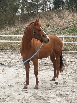 QH
