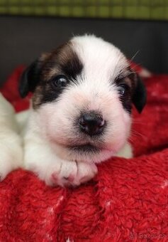 Jack Russell teriér