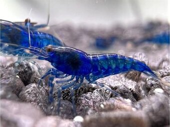 Krevetky Neocaridina - 1