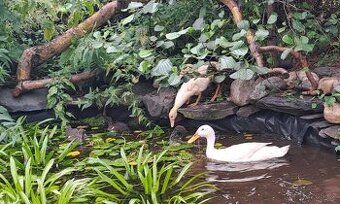 🦆💚 Indičtí běžci – slimákobijci roku hledají nový domov