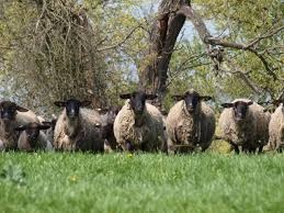 Prodej jehněčího masa