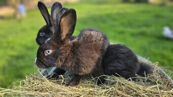 Vídeňský černý × Vídeňský bílý