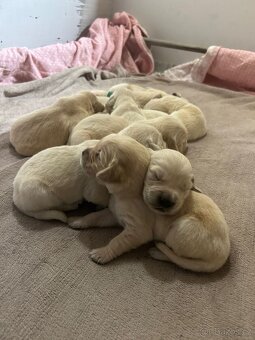 Zlatý retrívr čistokrevná štěňátka bez PP