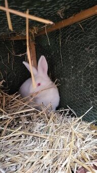 Králík vesnická směska