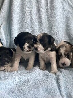 Knírač malý barevný