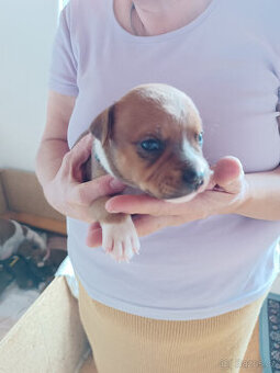 Stafordšírský  bulterier