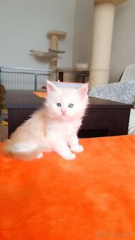 Mainská mývalí s PP