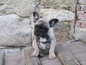 Francouzský buldoček bez PP