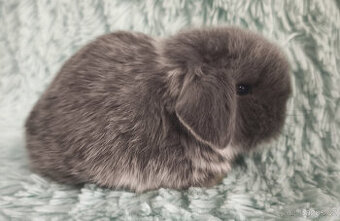 ⭐️ Vánoční ⭐️ Zakrslý beránek 🍀 U2 🍀