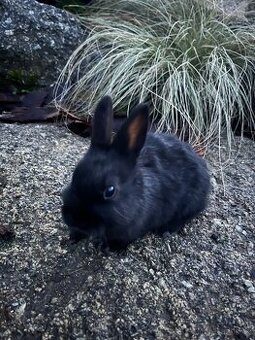 Zakrslý králík - kluk 🩵