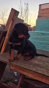 Nabízím rotvajler štěňátka