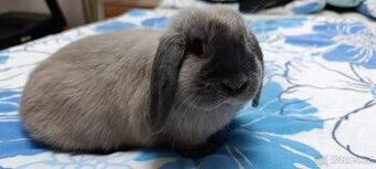 Zakrslý králík beránek