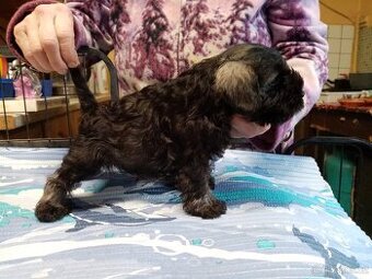 Knírač malý P+ S štěňátka s PP