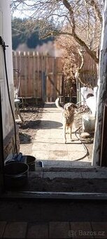 Křížená fenka 2 roky