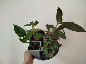 Mix pokojových rostlin 2