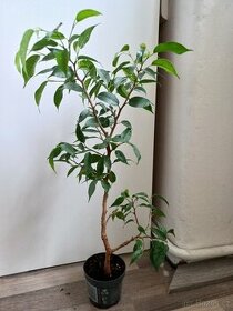 Ficus benjamina 2