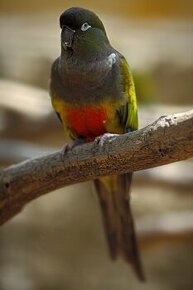 Papoušek patagonský