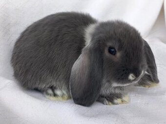 Zakrslí beránci,teddy a bílopesíkatí králíčci s rodokmenem
