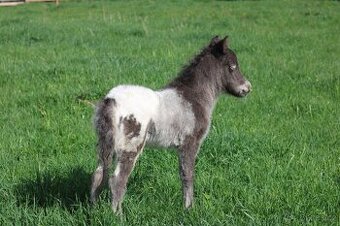 ATRAKTIVNÍ minihorse hřebeček