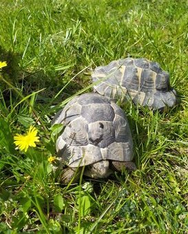 Koupim želvu žlutohnědou.Děkuji za nabidky.