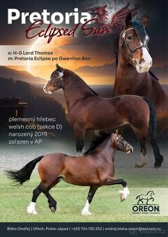 Připouštění Welsh cob v AP