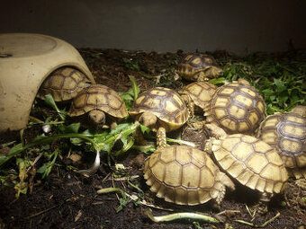 Želva ostruhatá (Centrochelys sulcata)