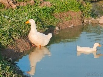 Prodám kachny pekingské