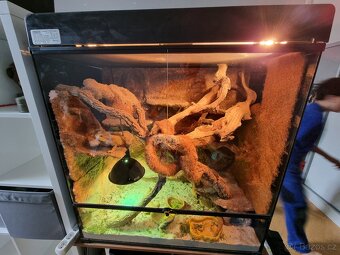 Agamy + terarium + švábi