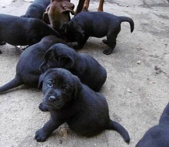 Labrador labradorský retrívr