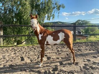 Roční kobylka American Paint Horse