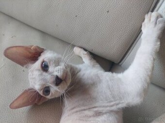 Sphynx koťátka