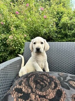 štěňata labrador a Bílý kluk – připravena k odběru