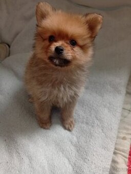 Pomeranian