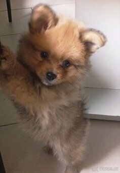 Pomeranian