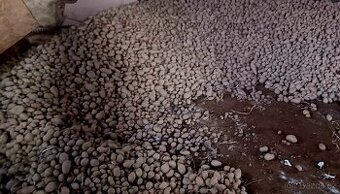 Krmné odpadové brambory