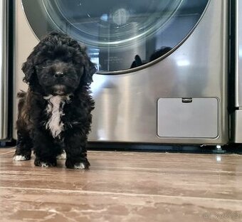 Maltipoo cavapoo Cockapoo pudel