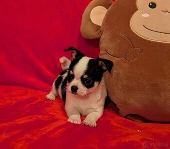 Čivava krátkosrstá s PP-pejsci