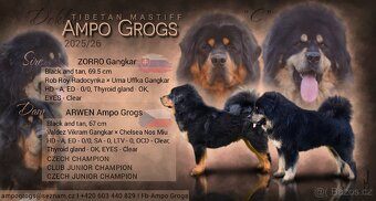 Tibetská doga - štěňátka s PP - rezervace 2025/2026