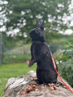 sportovní králík s pp - import Německo Valkýra