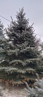 Vánoční stromeček, stromek, strom, smrk pichlavý č.2