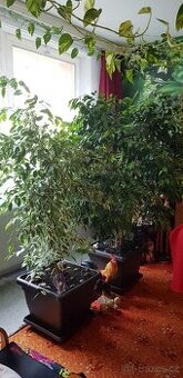 Fíkus Benjamin žíhaný