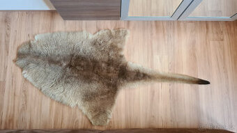 Pravá klokaní kožešina z Austrálie (5)